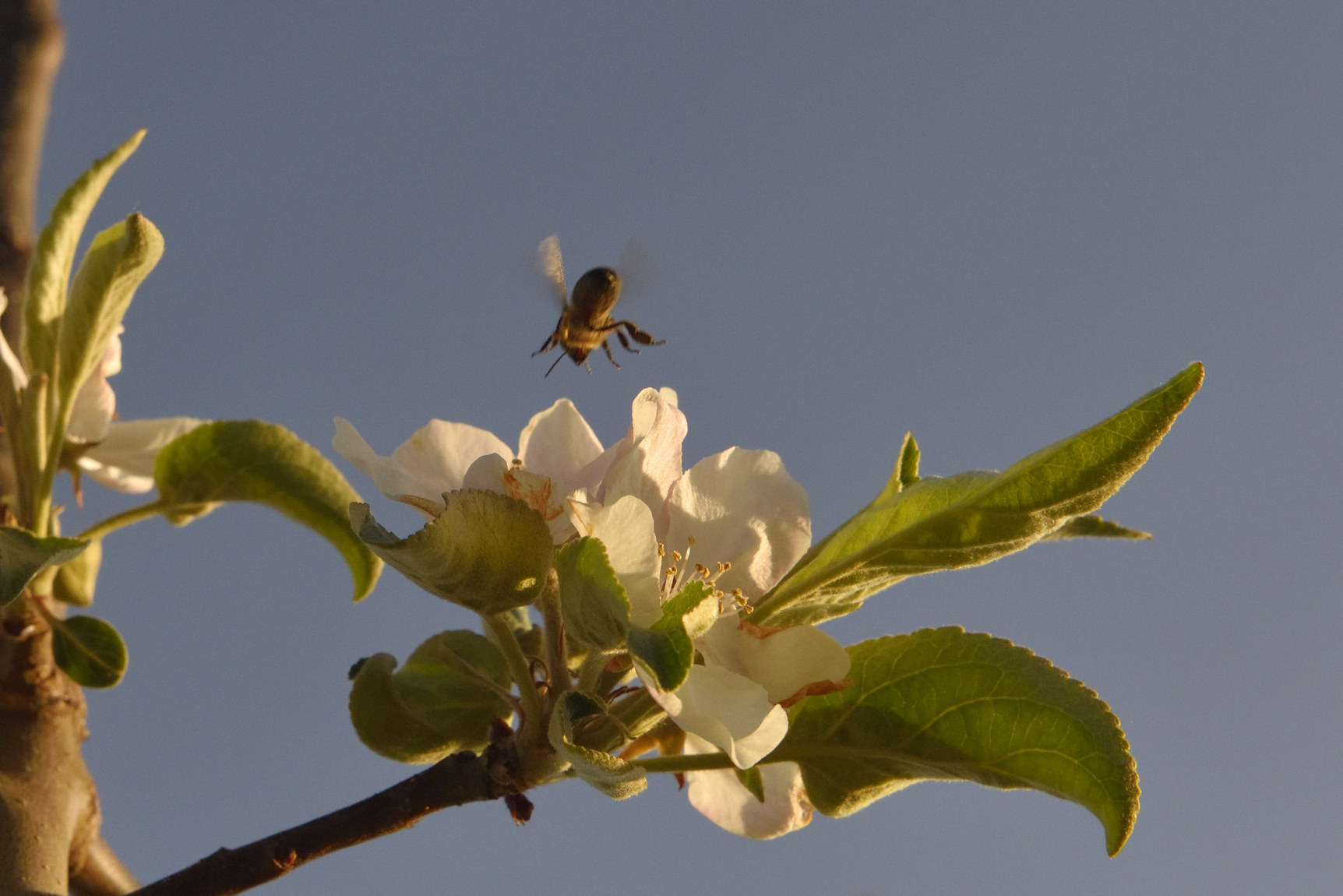 Včielka na stromčeku