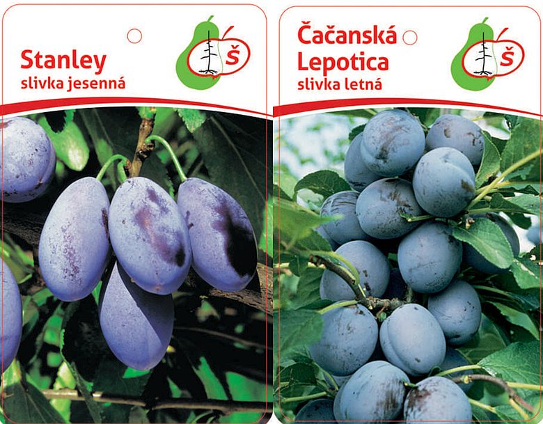 Naše odporúčané odrody Sliviek